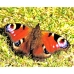 Peacock Butterfly Inachis io Pupae 